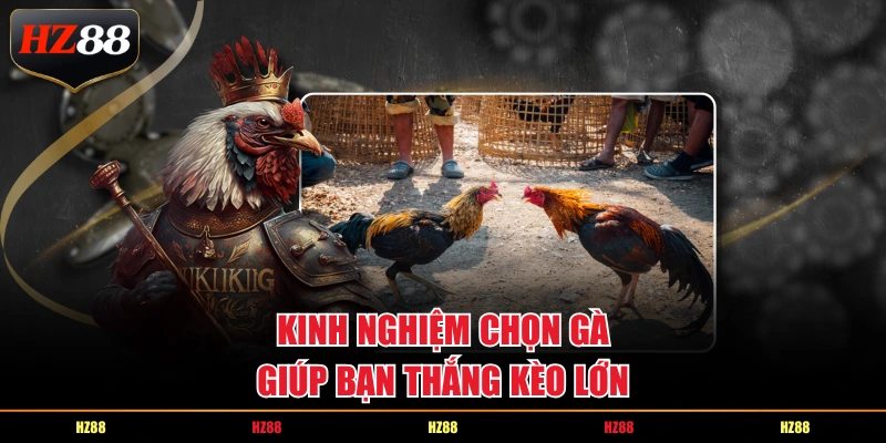 Kinh nghiệm chọn gà giúp bạn thắng kèo lớn