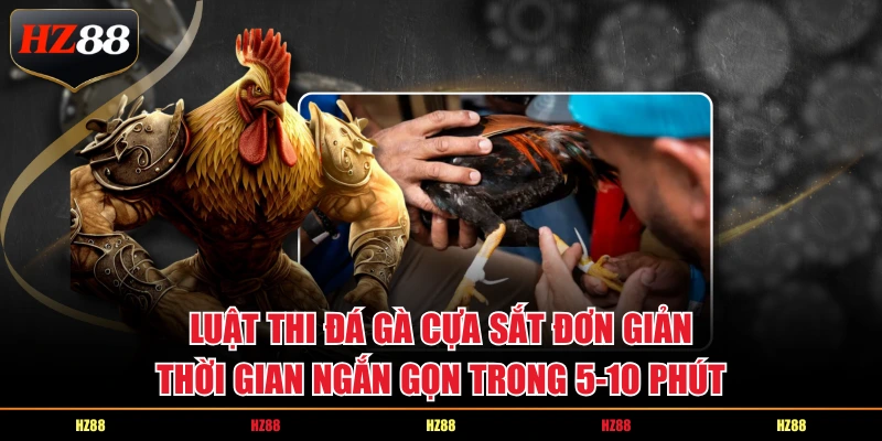 Luật thi đá gà cựa sắt đơn giản, thời gian ngắn gọn trong 5-10 phút