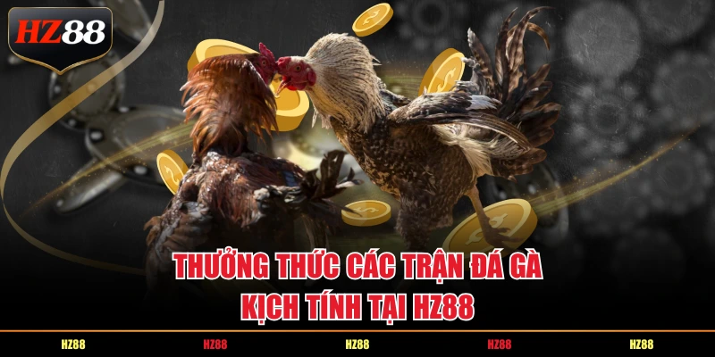 Thưởng thức các trận đá gà kịch tính tại HZ88