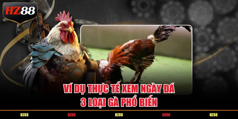 Ví dụ thực tế xem ngày đá 3 loại gà phổ biến